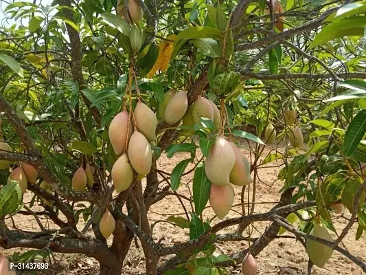 Natural Mango Plant-thumb0