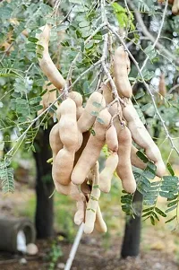 Natural Tamarind Plant-thumb1