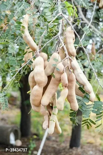 Natural Tamarind Plant-thumb2