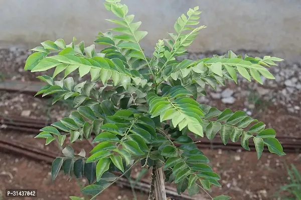 Natural Curry Leaf Plant-thumb2