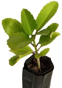Natural Bryophyllum Pinnatum - Patharchatta Plant-thumb4