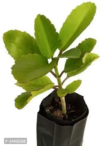 Natural Bryophyllum Pinnatum - Patharchatta Plant-thumb5