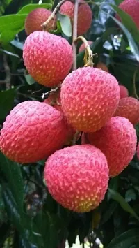 Natural Litchi Plant-thumb1