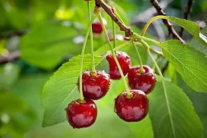 Cherry Fruit Plant-thumb3