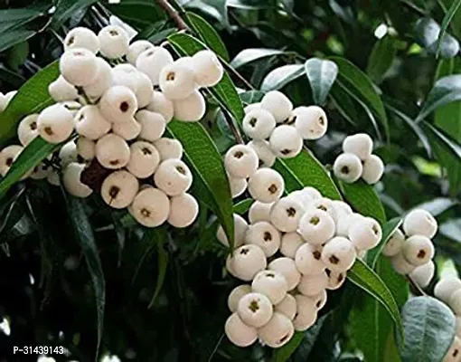 Natural Aloo Bukhara/Plum Plant