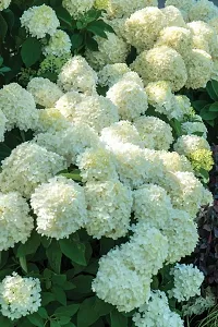 Natural Hydrangea Plant-thumb1