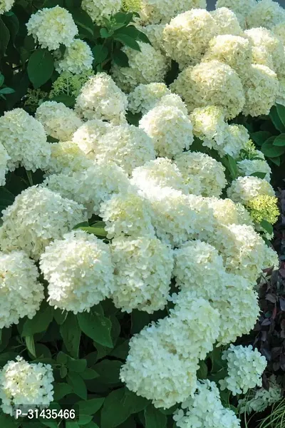 Natural Hydrangea Plant-thumb2