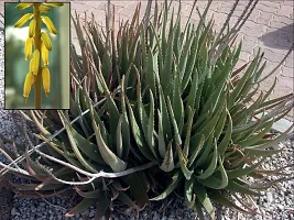 Aloe Vera Plant-thumb2