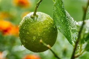 Natural Lemon Plant-thumb1