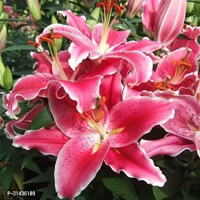 Natural Lily Plant-thumb3