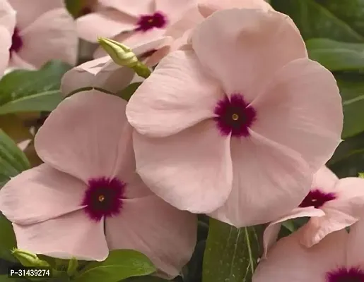 Natural Sadabahar/Periwinkle Plant