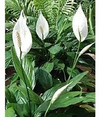 Natural Peace Lily Plant-thumb1