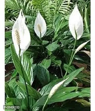 Natural Peace Lily Plant-thumb2