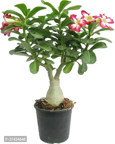 Natural Adenium Plant With Pot-thumb0