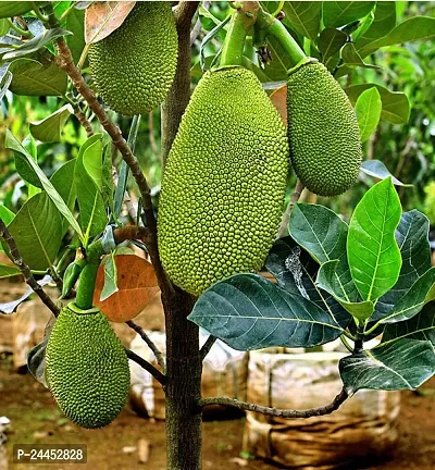 Natural Jackfruit Plant-thumb0