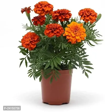 Marigold Plant