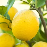 Natural Lemon Plant-thumb1