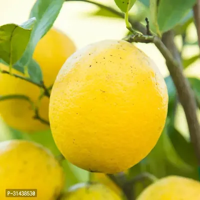 Natural Lemon Plant-thumb2