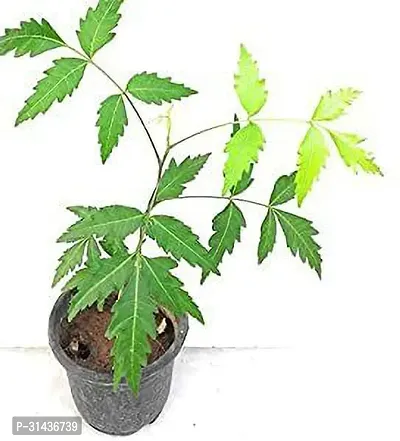 Natural Neem Plant-thumb0