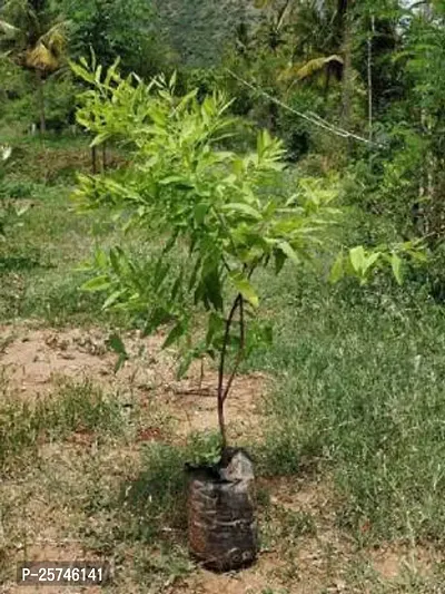 White Sandalwood Plant-thumb0