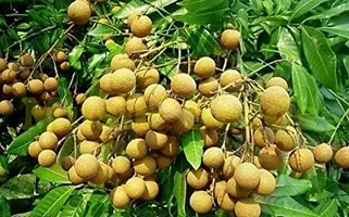 Natural Litchi Plant-thumb1