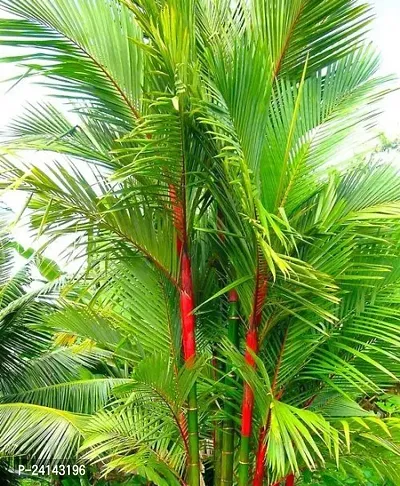 Areca Palm-thumb0