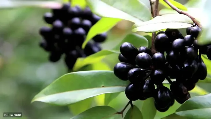 Natural Jamun Plant-thumb0