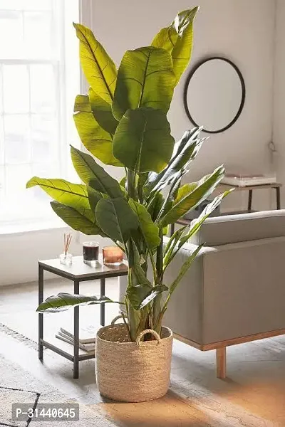 Natural Banana Plant-thumb0