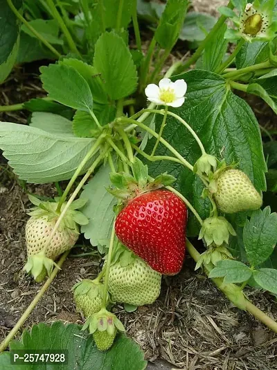 Strawberry Plant-thumb0