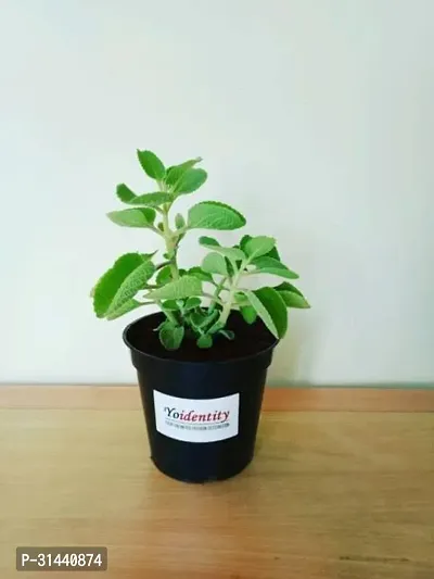 Natural Ajwain Plant