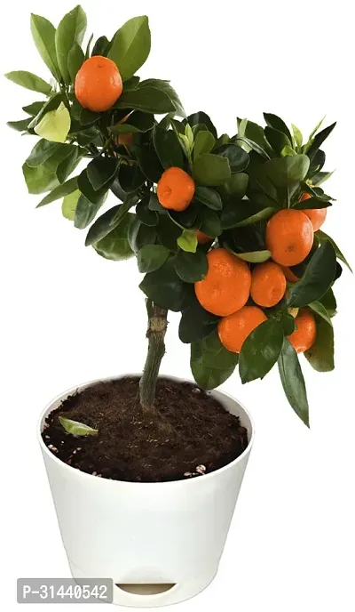 Natural Orange Plant