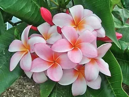 Natural Plumeria Plant-thumb2