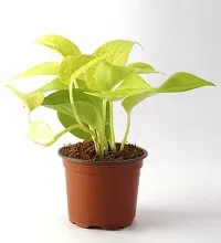 Natural Golden Money Plant-thumb3