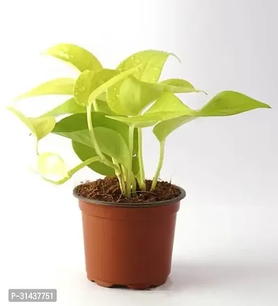 Natural Golden Money Plant-thumb4