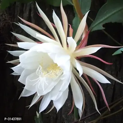 Natural Brahma Kamal Plant-thumb2