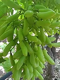 Natural Grapes Plant-thumb1