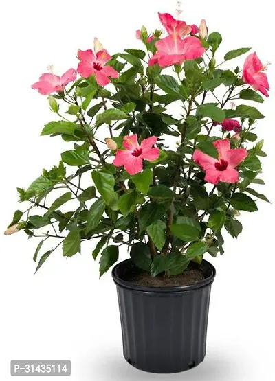 Natural Hibiscus Plant With Pot