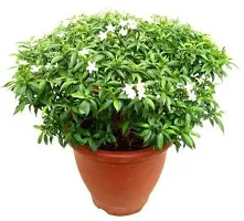 Natural Chandini Flowering Plant-thumb2