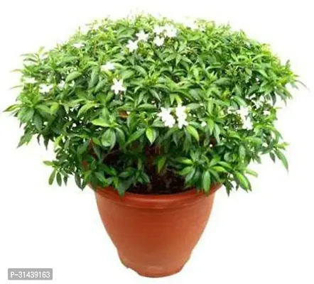 Natural Chandini Flowering Plant-thumb3