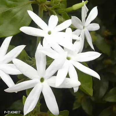 Natural Jasmine Plant-thumb0