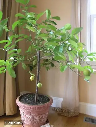 Lemon Plant