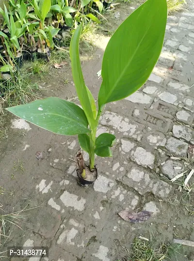 Natural Bird Of Paradise Plant-thumb3