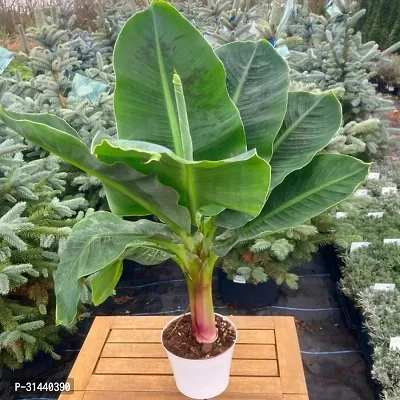 Natural Banana Plant