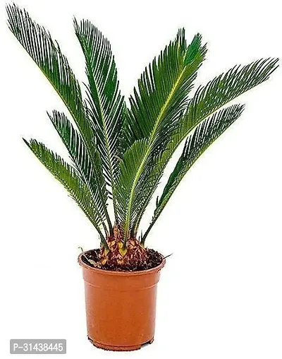 Natural Cycus Revoluta Plant-thumb0