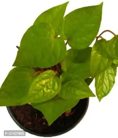 Natural Betel Leaf Plant-thumb0