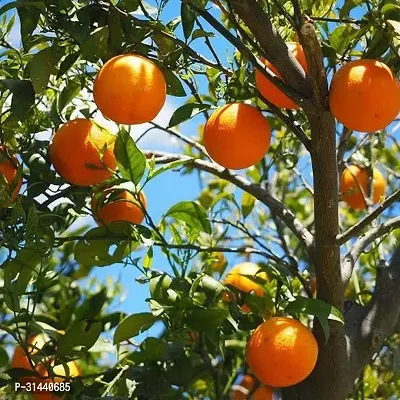 Natural Orange Plant-thumb0