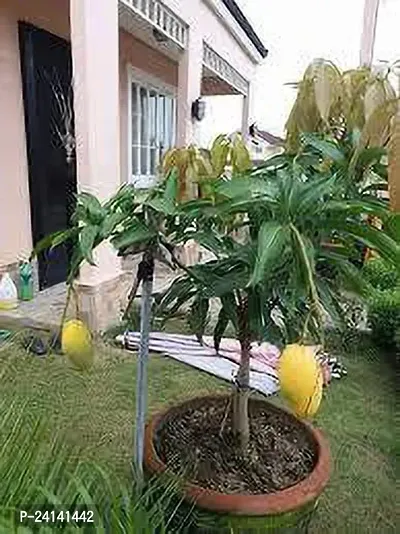 Mango Plant