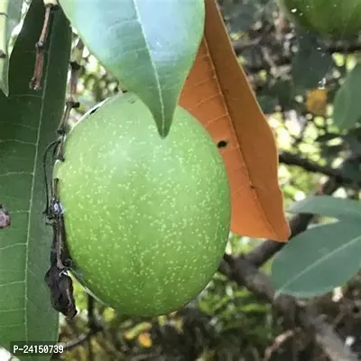 Mango Plant