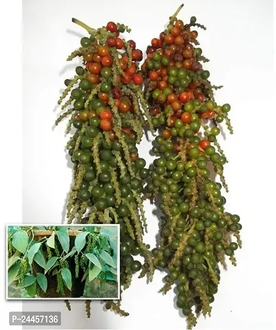 Natural Black Pepper Plant