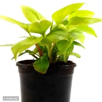 Natural Philodendron Plant